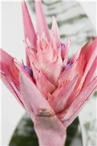 Aechmea fasciata - Lanzenrosette Aechmea fasciata - Lanzenrosette