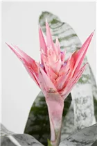 Aechmea fasciata - Lanzenrosette Aechmea fasciata - Lanzenrosette