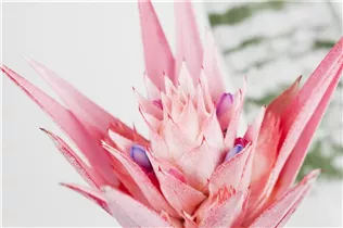 Aechmea fasciata - Lanzenrosette Aechmea fasciata - Lanzenrosette