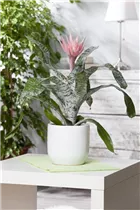 Aechmea fasciata - Lanzenrosette Aechmea fasciata - Lanzenrosette