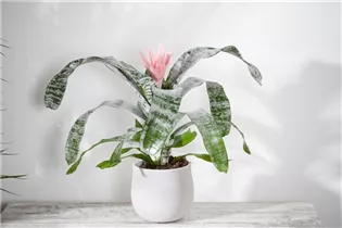 Aechmea fasciata - Lanzenrosette Aechmea fasciata - Lanzenrosette