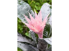 Aechmea fasciata 'Primera' - Lanzenrosette 'Primera' Aechmea fasciata 'Primera' - Lanzenrosette 'Primera'