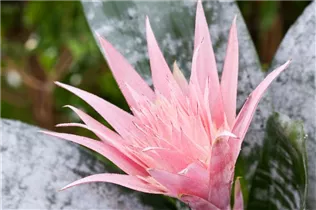 Aechmea fasciata - Lanzenrosette Aechmea fasciata - Lanzenrosette
