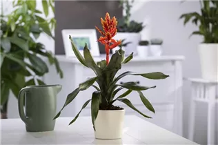 Aechmea fasciata - Lanzenrosette Aechmea fasciata - Lanzenrosette