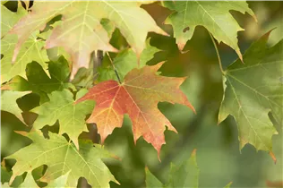 Acer saccharum - Zuckerahorn Acer saccharum - Zuckerahorn