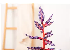 Aechmea hybride 'Blue Rain' - Lanzenrosette 'Blue Rain' Aechmea hybride 'Blue Rain' - Lanzenrosette 'Blue Rain'