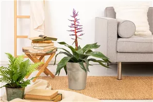 Aechmea hybride 'Blue Rain' - Lanzenrosette 'Blue Rain' Aechmea hybride 'Blue Rain' - Lanzenrosette 'Blue Rain'