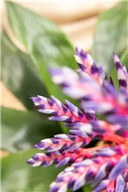 Aechmea hybride 'Blue Rain' - Lanzenrosette 'Blue Rain' Aechmea hybride 'Blue Rain' - Lanzenrosette 'Blue Rain'