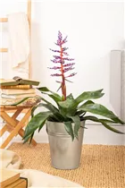 Aechmea hybride 'Blue Rain' - Lanzenrosette 'Blue Rain' Aechmea hybride 'Blue Rain' - Lanzenrosette 'Blue Rain'