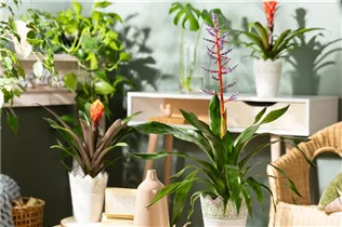 Aechmea hybride 'Blue Rain' - Lanzenrosette 'Blue Rain' Aechmea hybride 'Blue Rain' - Lanzenrosette 'Blue Rain'