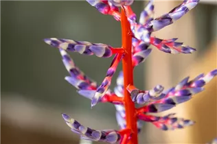 Aechmea hybride 'Blue Rain' - Lanzenrosette 'Blue Rain' Aechmea hybride 'Blue Rain' - Lanzenrosette 'Blue Rain'