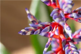 Aechmea hybride 'Blue Rain' - Lanzenrosette 'Blue Rain' Aechmea hybride 'Blue Rain' - Lanzenrosette 'Blue Rain'