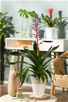 Aechmea hybride 'Blue Rain' - Lanzenrosette 'Blue Rain' Aechmea hybride 'Blue Rain' - Lanzenrosette 'Blue Rain'