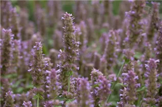 Agastache rugosa - Koreanische Minze