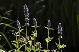 Agastache rugosa 'Little Adder' - Garten-Duftnessel 'Little Adder'