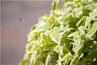 Aegopodium podagraria 'Variegatum' - Girsch 'Variegatum' Aegopodium podagraria 'Variegatum' - Girsch 'Variegatum'