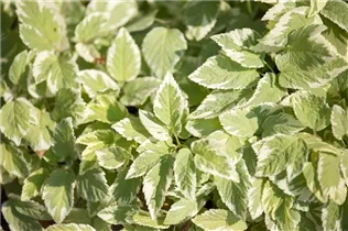 Aegopodium podagraria 'Variegatum' - Girsch 'Variegatum' Aegopodium podagraria 'Variegatum' - Girsch 'Variegatum'