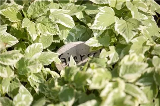 Aegopodium podagraria 'Variegatum' - Girsch 'Variegatum' Aegopodium podagraria 'Variegatum' - Girsch 'Variegatum'