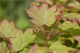 Acer shirasawanum - Shirasawa-Ahorn Acer shirasawanum - Shirasawa-Ahorn