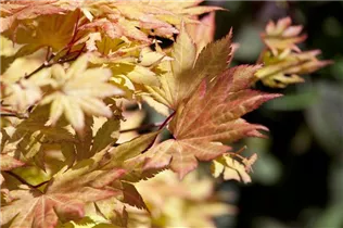 Acer shirasawanum - Shirasawa-Ahorn Acer shirasawanum - Shirasawa-Ahorn