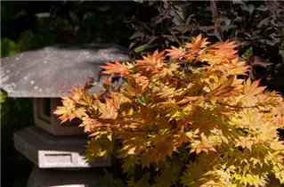 Acer shirasawanum - Shirasawa-Ahorn Acer shirasawanum - Shirasawa-Ahorn