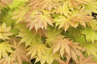 Acer shirasawanum - Shirasawa-Ahorn Acer shirasawanum - Shirasawa-Ahorn
