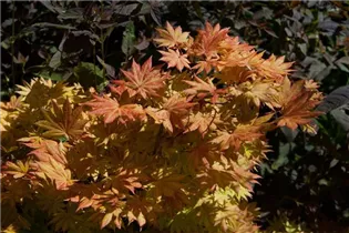 Acer shirasawanum - Shirasawa-Ahorn Acer shirasawanum - Shirasawa-Ahorn