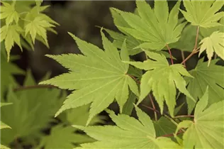 Acer shirasawanum - Shirasawa-Ahorn Acer shirasawanum - Shirasawa-Ahorn