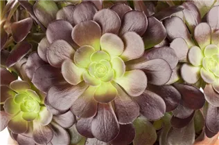 Aeonium arboreum - Aeonium Aeonium arboreum - Aeonium