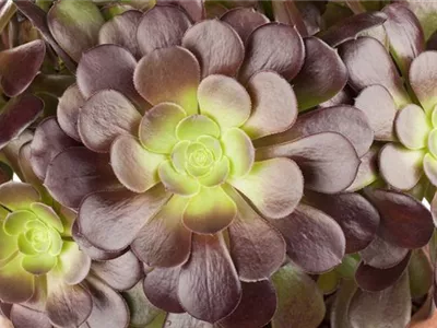 Aeonium arboreum - Aeonium Aeonium arboreum - Aeonium