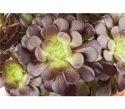 Aeonium arboreum - Aeonium Aeonium arboreum - Aeonium