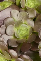 Aeonium arboreum - Aeonium Aeonium arboreum - Aeonium