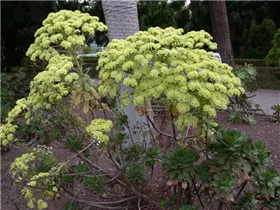 Aeonium arboreum - Aeonium Aeonium arboreum - Aeonium