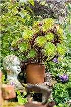 Aeonium arboreum - Aeonium Aeonium arboreum - Aeonium