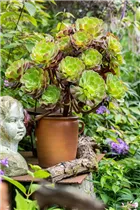 Aeonium arboreum - Aeonium Aeonium arboreum - Aeonium