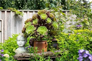 Aeonium arboreum - Aeonium Aeonium arboreum - Aeonium