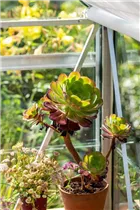 Aeonium arboreum - Aeonium Aeonium arboreum - Aeonium