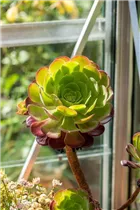 Aeonium arboreum - Aeonium Aeonium arboreum - Aeonium