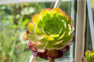 Aeonium arboreum - Aeonium Aeonium arboreum - Aeonium
