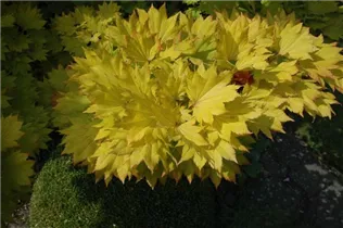 Acer shirasawanum 'Aureum' - Japanischer Goldahorn 'Aureum'