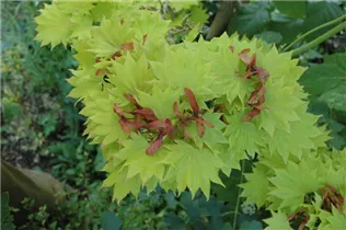 Acer shirasawanum 'Aureum' - Japanischer Goldahorn 'Aureum'