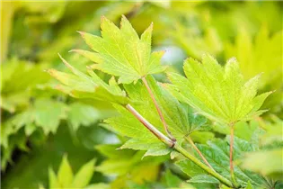 Acer shirasawanum 'Aureum' - Japanischer Goldahorn 'Aureum'
