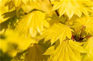 Acer shirasawanum 'Aureum' - Japanischer Goldahorn 'Aureum'
