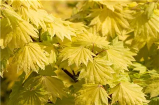 Acer shirasawanum 'Aureum' - Japanischer Goldahorn 'Aureum'