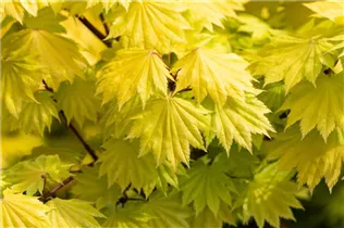 Acer shirasawanum 'Aureum' - Japanischer Goldahorn 'Aureum'