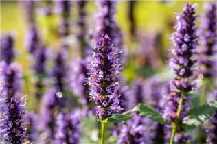 Agastache rugosa 'Black Adder'® - Garten-Duftnessel 'Black Adder'® Agastache rugosa 'Black Adder'® - Garten-Duftnessel 'Black Adder'®