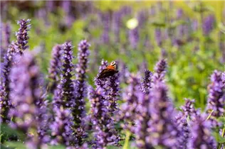Agastache rugosa 'Black Adder'® - Garten-Duftnessel 'Black Adder'® Agastache rugosa 'Black Adder'® - Garten-Duftnessel 'Black Adder'®