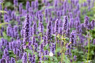 Agastache rugosa 'Black Adder'® - Garten-Duftnessel 'Black Adder'® Agastache rugosa 'Black Adder'® - Garten-Duftnessel 'Black Adder'®