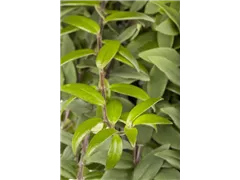 Aeschynanthus - Schamblume Aeschynanthus - Schamblume