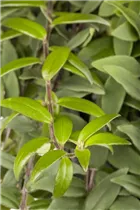 Aeschynanthus - Schamblume Aeschynanthus - Schamblume